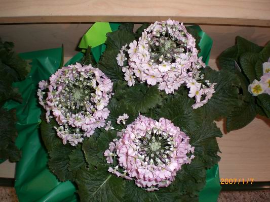 Resize of CIMG0503.JPG